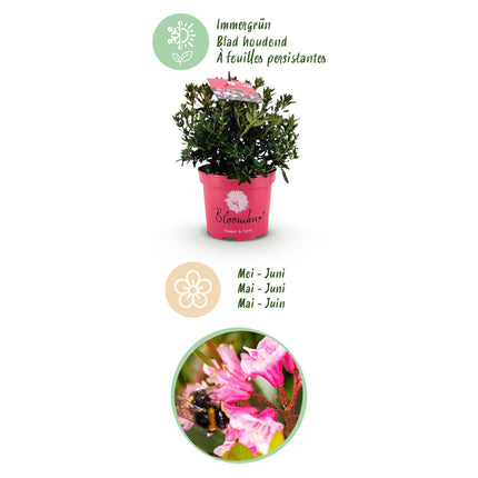 Dwerg Rhododendron - Rhododendron Bloombux Magenta - Bloeiende Buxus - Roze Bloem - ↕30-40cm - Ø17cm
