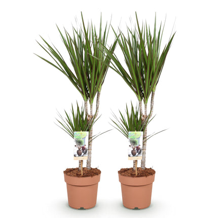 Dracaena Marginata - Arbre dragon - ↕70-80cm - Ø17cm - 2x