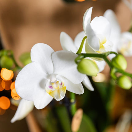 Kolibri Orchids | Gift Set Allure Shiny Zilver - Witte Phalaenopsis Orchidee Mineral Amabilis & Succulent