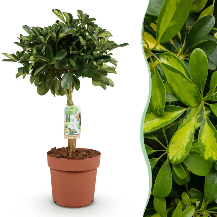 Schefflera Gold Capelle - Vingerboom - ↕70-80cm - Ø21cm
