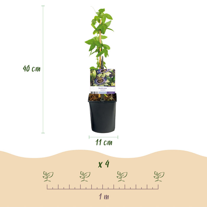 Passiebloem - Passiflora caerulea  - Bloem Blauw met Groen Wit - ↕40cm - Ø11cm - 2x