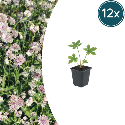 Astrantia major - Bottone di mare - ↕10-25cm - Ø9cm - 12x