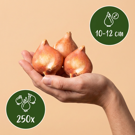 250x Bulb Garden Blue - Bloembollen - Blauwe bollentuinmix - Diversen - Zomerbloeier - Bolmaat 10/12