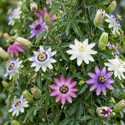 Passiflora Regenboog - Passiflora Rainbow 12x - Wit - Paars - Roze - Paars - Klimplant - Ø9cm - ↕35cm