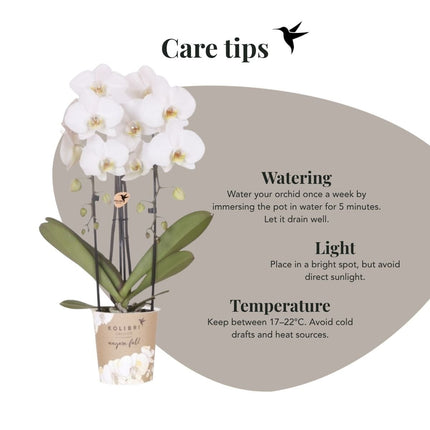 Kolibri Orchids | Combi Deal - 4 Witte Phalaenopsis Orchideeën Niagara Fall White - Ø12 cm