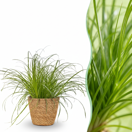 Cyperus alternifolius Zumula - Erba per gatti - con cestino - ↕20cm - Ø12cm