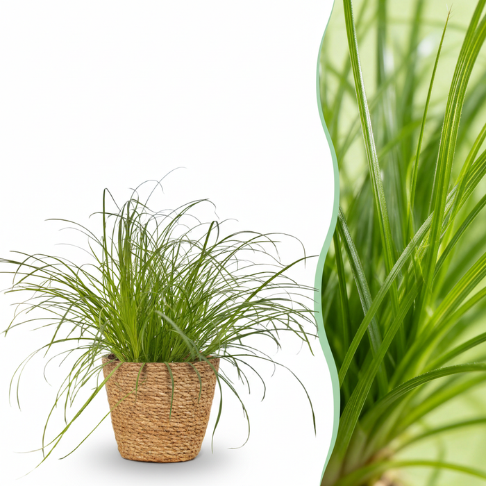 Cyperus alternifolius Zumula - Kattengras - met Mand - ↕20cm - Ø12cm