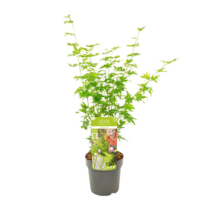 Acer Palmatum Going Green - Japanse Esdoorn - ↕50cm - Ø19cm