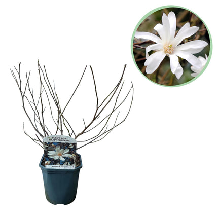 Sternmagnolie (Magnolia stellata) – Weißblühend – 1 Pflanze – Laubabwerfend – Pflegeleicht – Topf: 17 cm, Höhe: 45 cm
