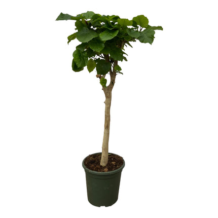 Ficus Umbellata stam - ↕180cm - Ø45cm