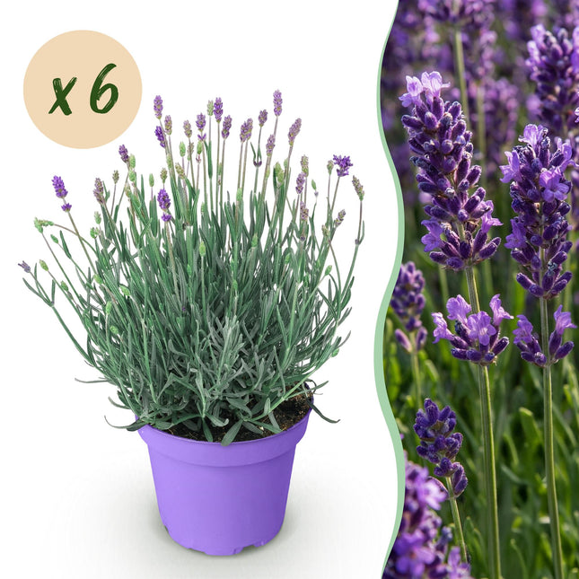 Lavandula angustifolia Munstead - Lavender - ↕20-25cm - Ø12cm - 6x