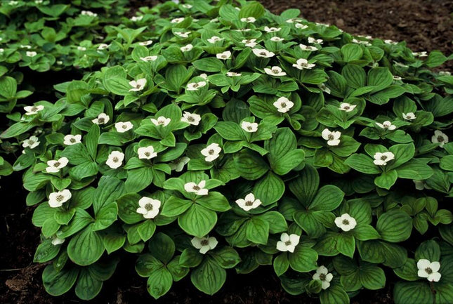 Cornus canadensis - ↕10-25cm - Ø9cm - 60x