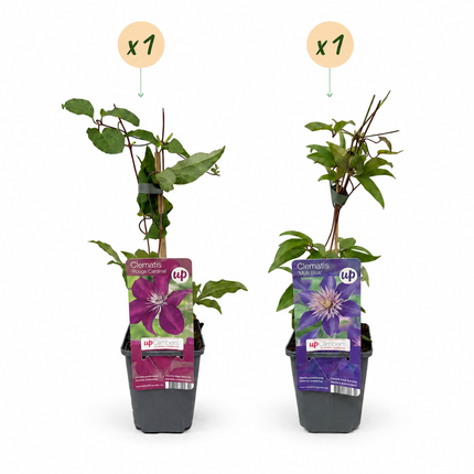 Clematis Duo Blue & Red - Bosrank Duo Blauw & Rood 2x - Blauw - Rood - Klimplant - Ø9cm - ↕35cm