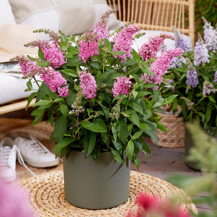 Buddleja davidii Butterfly Candy Little Pink - Vlinderstruik - Compact - Roze - ↕20-25cm - Ø12cm - 3x