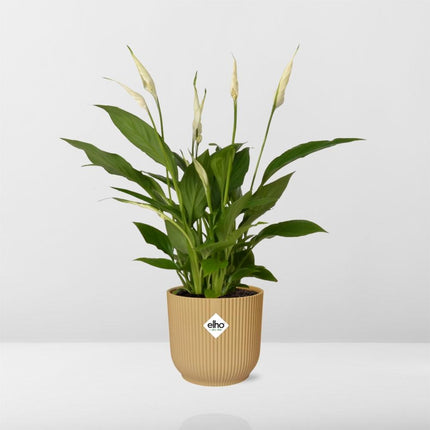 Spathiphyllum 12cm Torelli in elho Vibes Fold Ø14cm yellow