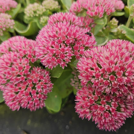 Sedum 'Herbstfreude' - Sky Key - ↕10-25cm - Ø9cm - 60x
