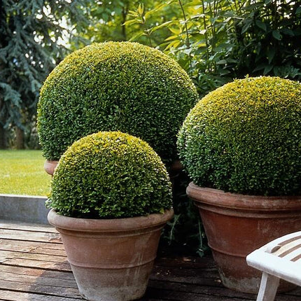 Buxus Sempervirens - ↕10-25cm - Ø9cm - 12x
