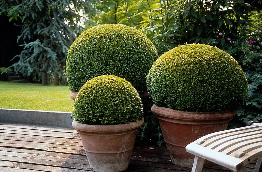 Buxus Sempervirens - ↕10-25cm - Ø9cm - 12x