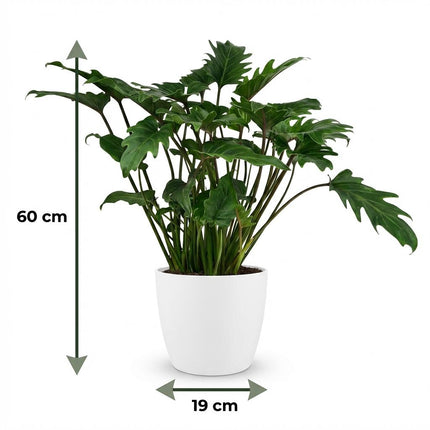 Philodendron Xanadu - Groen - met witte pot - ↕60cm - Ø19cm
