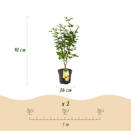 Acer palmatum Jordan - Japanse Esdoorn - Geel - ↕90cm - Ø26cm