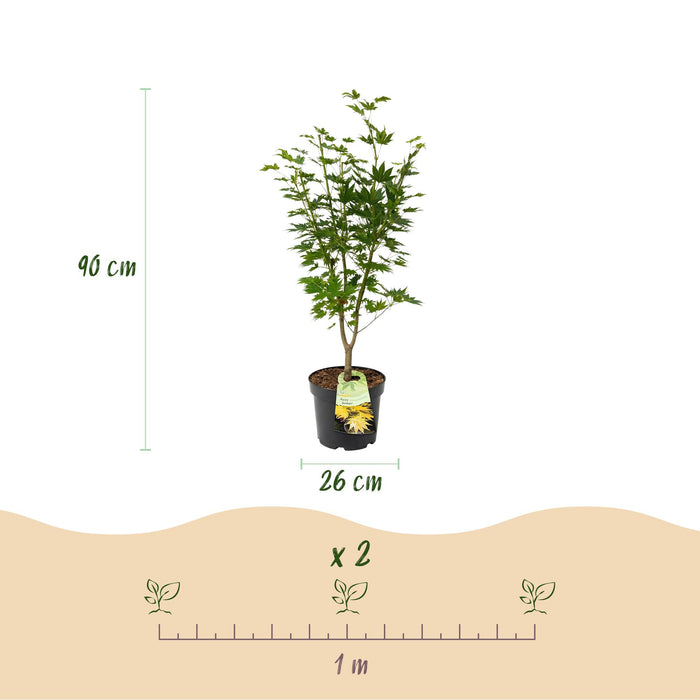 Acer palmatum Jordan - Japanse Esdoorn - Geel - ↕90cm - Ø26cm