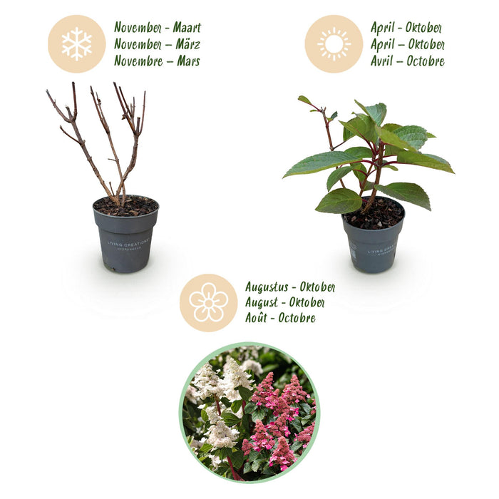 Hydrangea panniculata Living Infinity - Pluimhortensia - Winterhard - Wit - 1 Plant - Pot 12cm - Hoogte Hoogte 20-30cm