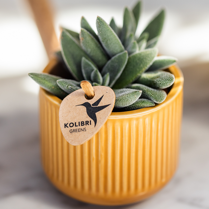 Kolibri Home | Flare sierpot - Ocher - Ø6cm