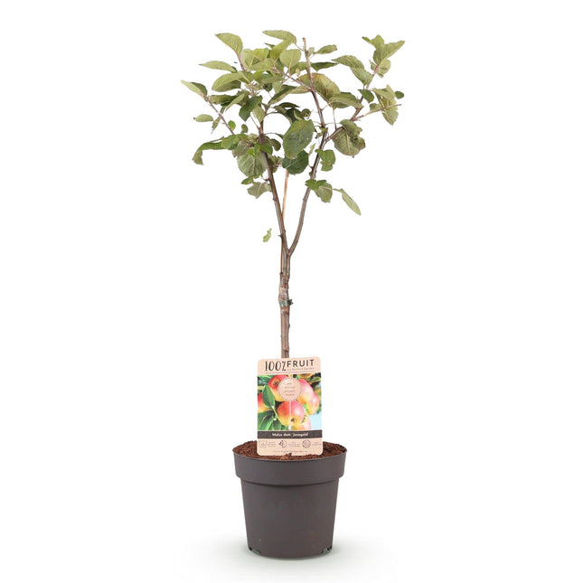 Apple tree - Malus domestica Jonagold - Yellow-green Apple - ↕90cm - Ø21m