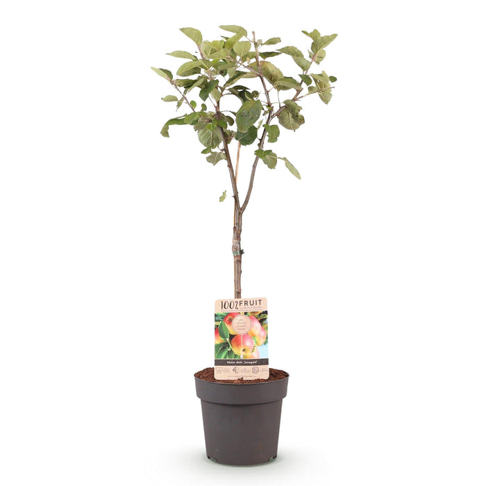 Fruitplant - Appelboom - Malus domestica Jonagold - Geel groene Appel - Pot 21cm Hoogte 90cm