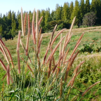 Miscanthus sinensis ‘Zebrinus’ – Zebragras - Ø12cm - 6x