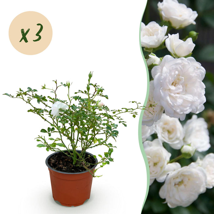Rosa White Fairy - Roos - Winterhard - Wit - 3 Planten - Pot 12cm - Hoogte Hoogte 20-25cm