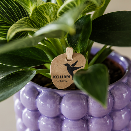 Kolibri Home | Poppy decorative pot - Purple - Ø9cm