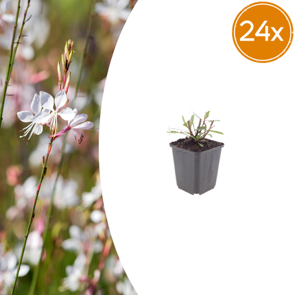 Smukt lys - Gaura lindheimeri 'Hvirvlende sommerfugle' - ↕10-25cm - Ø9cm - 24x