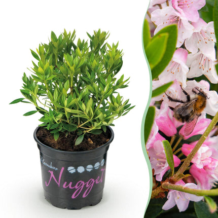 Dwerg Rhododendron - Rhododendron Bloombux Light Pink - Bloeiende Buxus - Licht Roze Bloem - ↕20-25cm - Ø10,5cm