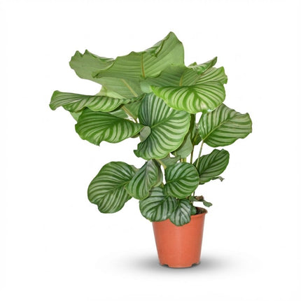 Calathea Orbifolia - ↕40-45cm - Ø17cm
