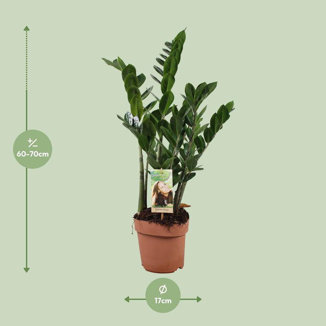 Zamioculcas Zamiifolia - ZZ-Pflanze - ↕70cm - Ø17cm