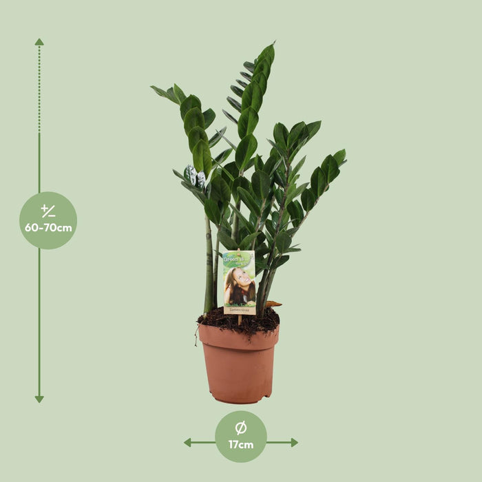 Zamioculcas Zamiifolia - ZZ Plant - ↕70cm - Ø17cm