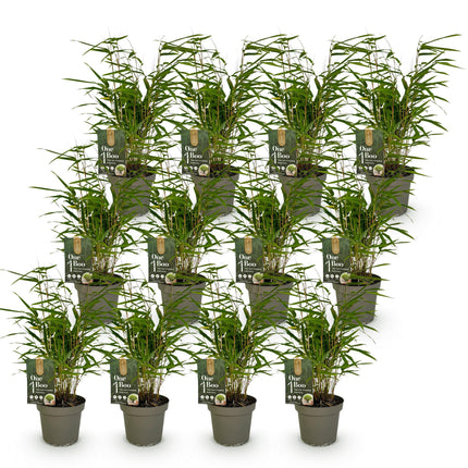 Bamboe - Fargesia Rufa - Niet Woekerend - Groen - ↕35cm - Ø14cm - 12x
