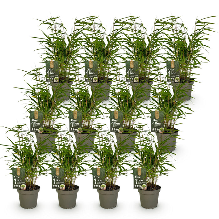Bamboe - Fargesia Rufa - Niet Woekerend - Groen - ↕35cm - Ø14cm - 12x