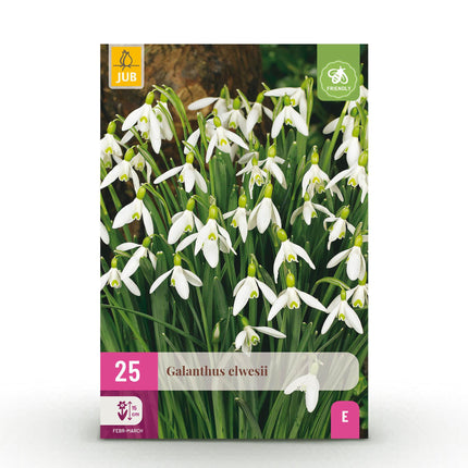 Bulbes de Galanthus elwesii - Blanc - 25 bulbes - Calibre 5/6 - Paquet XXL