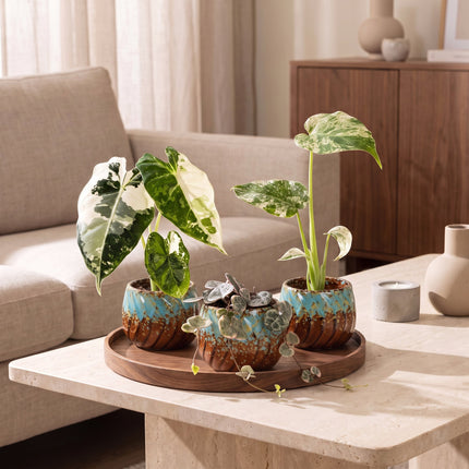 Baby Planten Variegata Mix - Diversen 3x - Tropisch - incl. Copper Reef - Ø6cm - ↕10-15cm