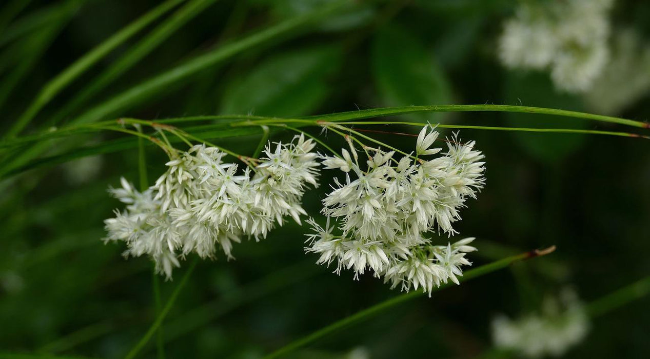 Luzula Nivea - Sneeuwwitte Veldbies - ↕10-25cm - Ø9cm - 12x