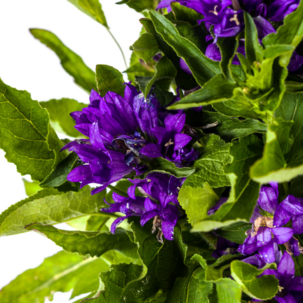 Campanula Glomerata Genti Blue - ↕30-40cm - Ø19cm