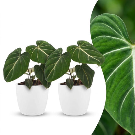 Philodendron Gloriosum - Glorie Philodendron - 2x - met Potter Wit - Pot 12cm - Hoogte 25cm