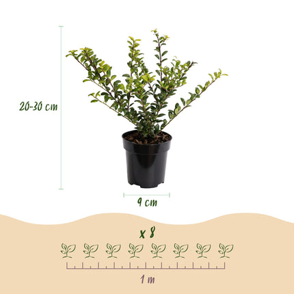 Ilex crenata Golden Gem - Japanse Hulst - 40x Haagplanten - Groenblijvend - Geel - Pot 9cm - Hoogte 20-30cm