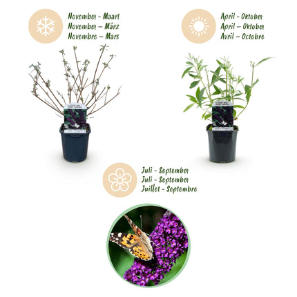Buddleja davidii Black Night - Vlinderstruik - Paars - ↕45cm - Ø17cm - 3x
