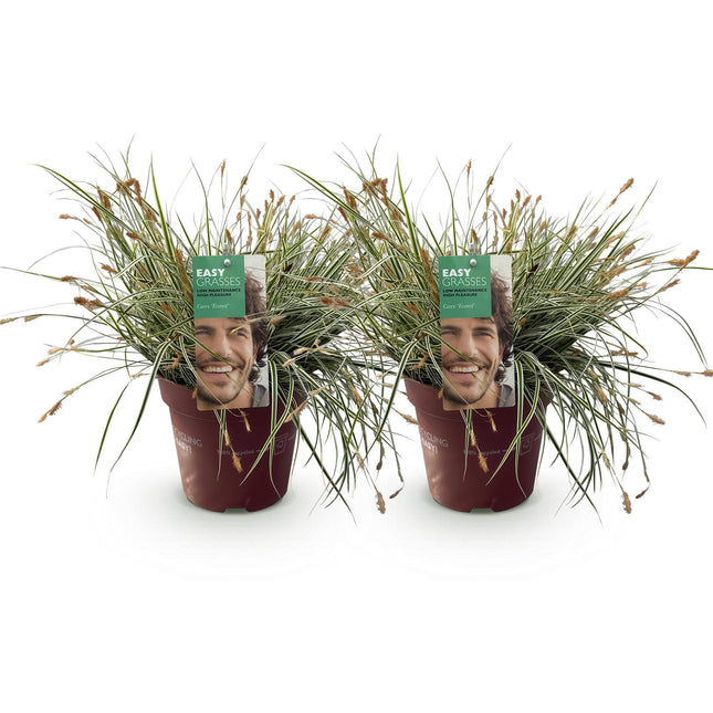 Carex oshimensis Everest - Zegge - Wit en Groen - ↕50cm - Ø17cm - 2x