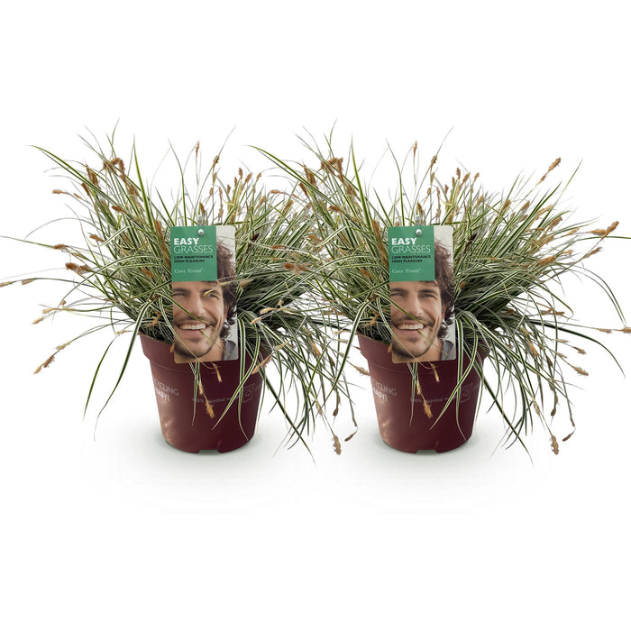 Siergrassen - Carex oshimensis Everest - Wit en Groen - 2 Planten - Bladhoudend - Weinig Onderhoud - Pot 17cm Hoogte 50cm