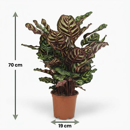 Calathea Makoyana - Peacock plant - ↕70cm - Ø19cm