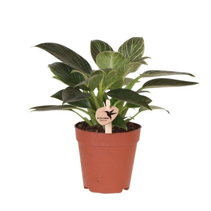 Philodendron White Measure - Kolibri Greens - Ø9cm